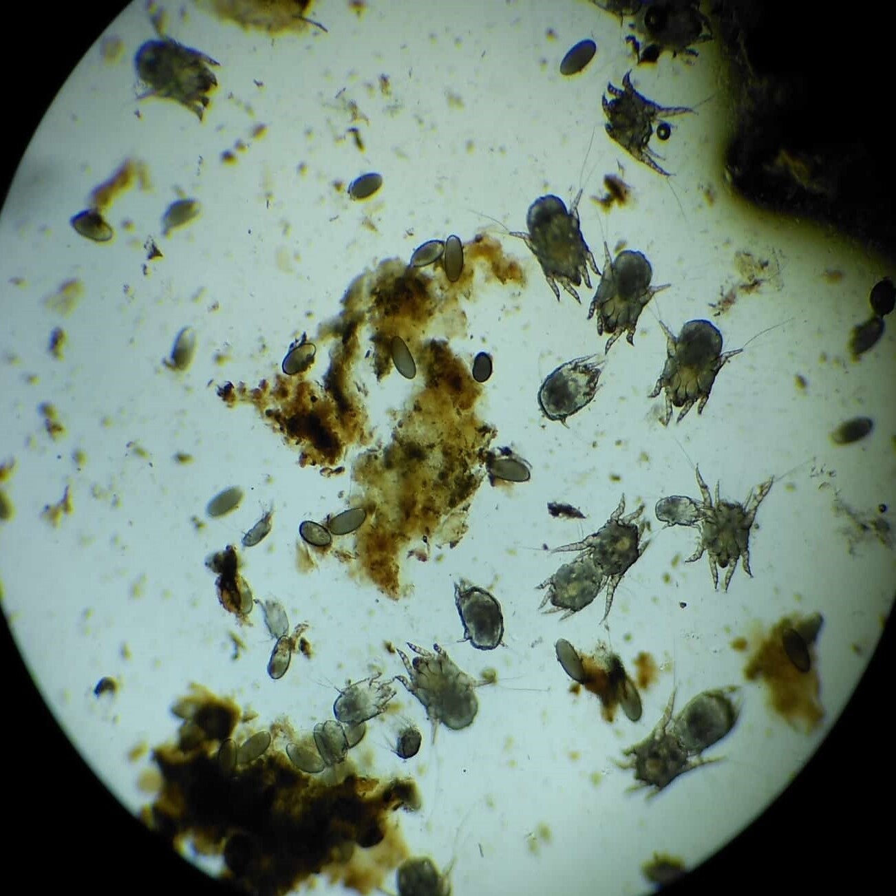 Micro
